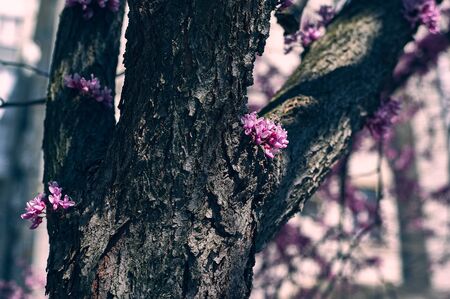 tree with purple wisteria flowers against a brick wall in cloudy weather on a spring dayの写真素材