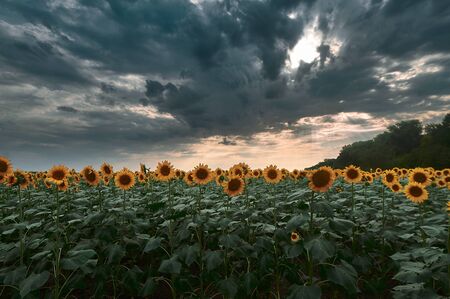 A herd of sheep walking through a cloudy skyの写真素材