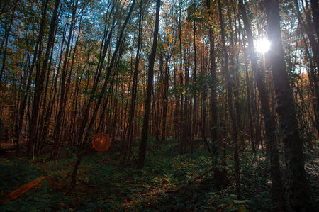A tree in a forest. High quality photo