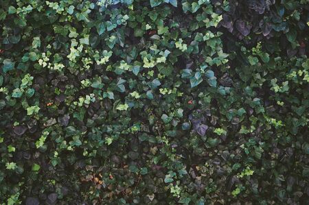 background wall of ivy for writing close-up texts horizontallyの写真素材