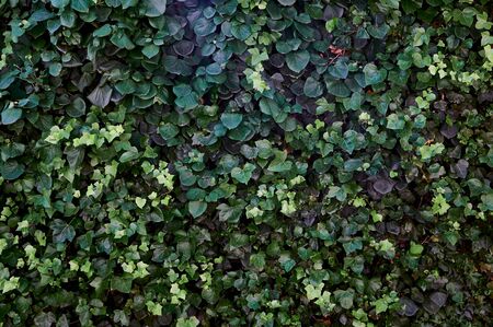 wall of ivy to write texts close-up horizontal backgroundの写真素材