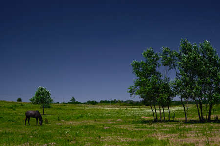 several trees in the field against the sky with a grazing horse, backgroundの写真素材