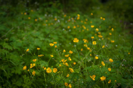 mountain yellow flowers close-up. Mountain Altai flowersの写真素材