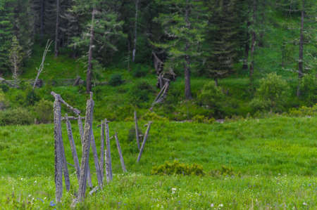 fallen fence in the green forest. Altai Mountainの写真素材