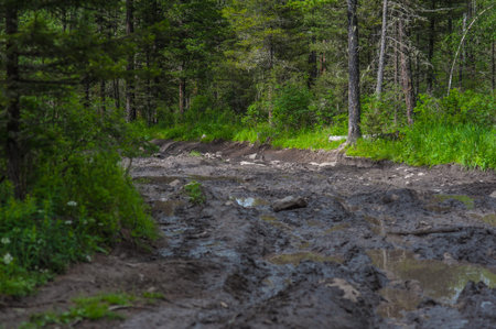 broken mud road in the forest. Altai Mountain