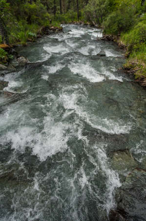 mountain river surrounded by green forests of the altai mountainの写真素材