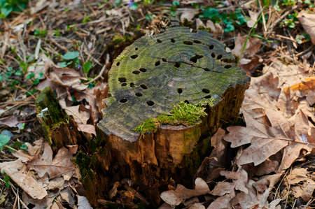 stump with green moss in the woods among the fallen leaves close upの写真素材