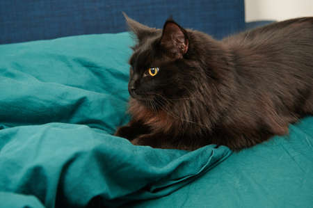 black cat playing hiding behind a laptop, working from home horizontal photo close upの写真素材