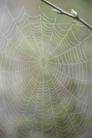 Web in dewの写真素材