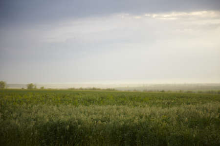 Summer fieldの写真素材
