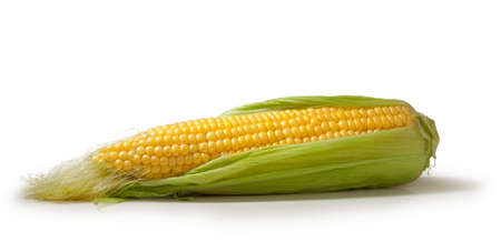 Open cob of fresh ripe corn on a white backgroundの写真素材