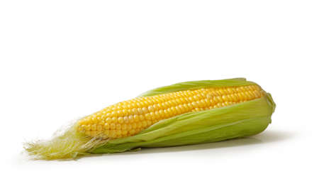 Open cob of fresh ripe corn on a white backgroundの写真素材