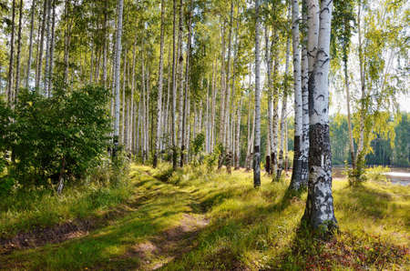 Sunlight in summer birch forest through the trees, a dirt road on the banks of the river, green grass.の写真素材