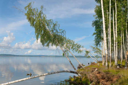 Blue sky with clouds, deciduous birch forest on the banks of the river.の写真素材