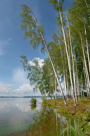 Blue sky with clouds, deciduous birch forest on the banks of the river.の写真素材