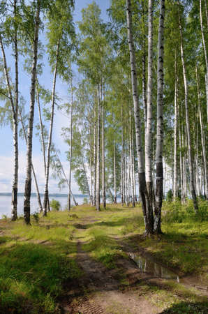 Sunlight in summer birch forest through the trees, a dirt road on the banks of the river, green grass.の写真素材