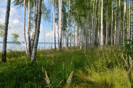 Blue sky with clouds, deciduous birch forest on the banks of the river.の写真素材