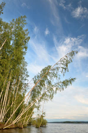 Blue sky with clouds, deciduous birch forest on the banks of the river.の写真素材