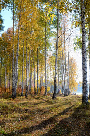 Colorful autumn landscape, birch forest on the banks of the river, the fallen leaves in the grass.の写真素材