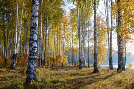 Colorful autumn landscape, birch forest on the banks of the river, the fallen leaves in the grass.の写真素材