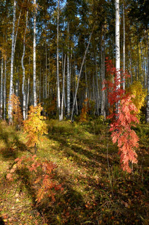 Colorful autumn landscape, birch forest leaf litter in the grass.の写真素材