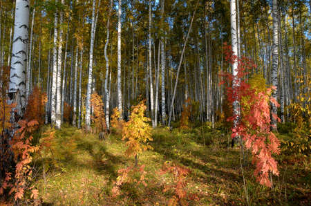 Colorful autumn landscape, birch forest leaf litter in the grass.の写真素材