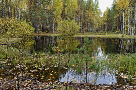 Lake in forest in autumn with fallen leaves floating on the calm surface of water, reflection of trees.の写真素材