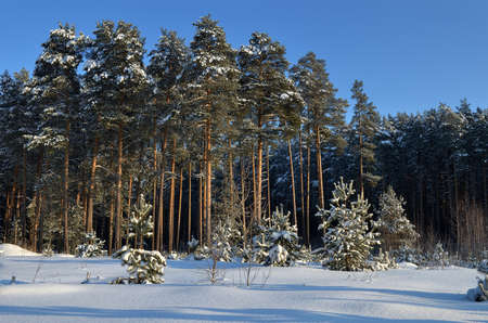 Beautiful landscape of winter forest snowy pine trees in fluffy snow.の写真素材