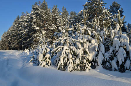 Beautiful landscape of winter forest snowy pine trees in fluffy snow.の写真素材