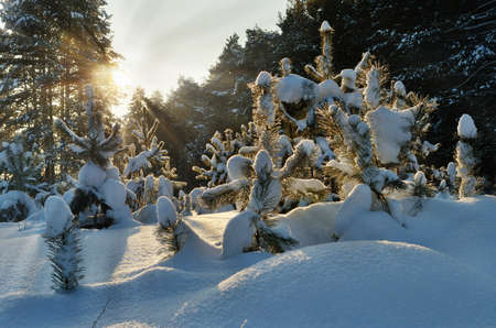 Beautiful landscape winter snowy forest, the rays of the sun through the branches of trees.の写真素材