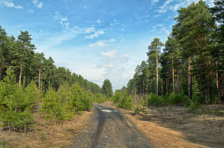 Country road through a beautiful pine forest on the background of blue sky with clouds.の写真素材