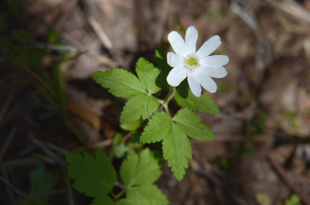 Gentle White anemone flowers growing in the wild in a forest in spring. Gentle stock flower image shot on opened aperture with creamy bokeh.の写真素材