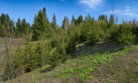 Image with room for copy space of hills, trees, green grass and blue sky with white fluffy cloudsの写真素材