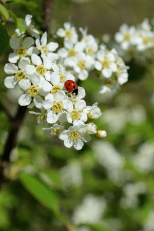 Blossom of cherry tree flowers in spring background ladybug.の写真素材