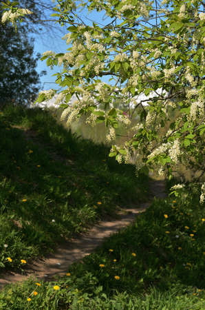Blossom of cherry tree flowers in spring backgroundの写真素材