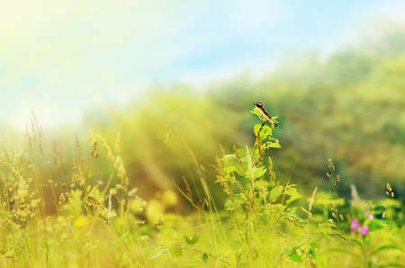 Flying birds in the grass misty morning on the rising sun background.の写真素材