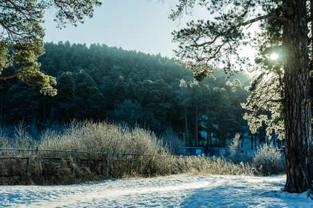 The sun glances through the trees in the winter forest. The divine nature.の写真素材