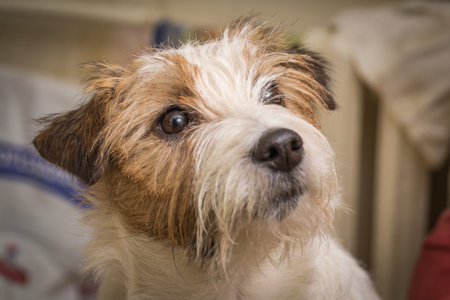 Close-up of a Jack russell terrier panting , isolated on white. HDの写真素材