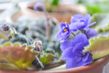 Flower violet blue.Flowers of violet in a potの写真素材
