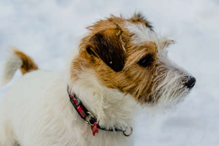 The most gay smiling dog in the world. Jack Russell Terrier, emotions and joy.の写真素材