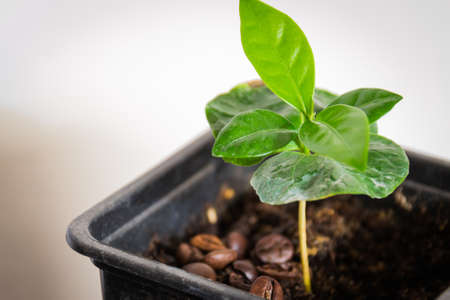 Sprout of coffee plant tree in a pot with roasted coffee beans scattered around. Gray stone background. Top viewの写真素材