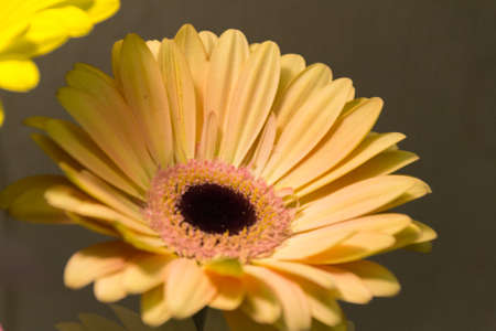 close-up of a white gerbera flower: it is a genus of herbaceous plants of the Asteraceae family originating from Africa, Asia and South America. Flowersの写真素材