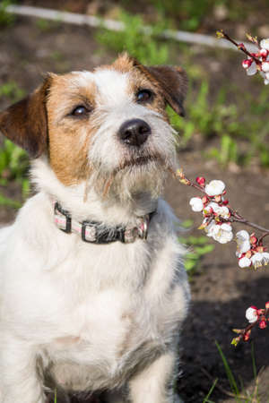 A cute Jack Russell Terrier with pointed ears sits with a loose branch of apricot in the English forest in the spring. Dogの写真素材