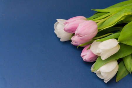 Spring flowers tulips on a blue background. Composition. Spring mood. Backgroundの写真素材