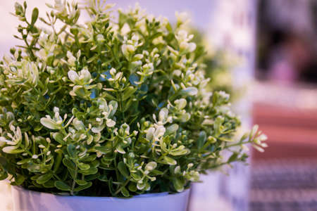 Artificial plant in a white pot. White flowers. Registration. Beautyの写真素材