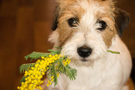 Dog jack russel terrier with a sprig of mimosa. Animals.の写真素材