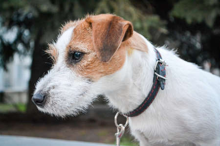Close-up of Terrier Panting Jack cleared, home background. HDの写真素材
