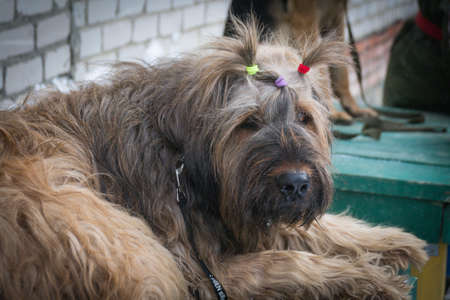 Portrait of a French Shepherd - Briard. Close-up. Dogs.の写真素材
