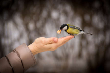 A small tit flying up takes food from his hand. Spring feeding birds. Feedの写真素材