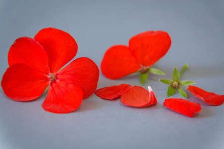 Flowers and petals of geranium with bright red flowers, gray background. Romance.の写真素材